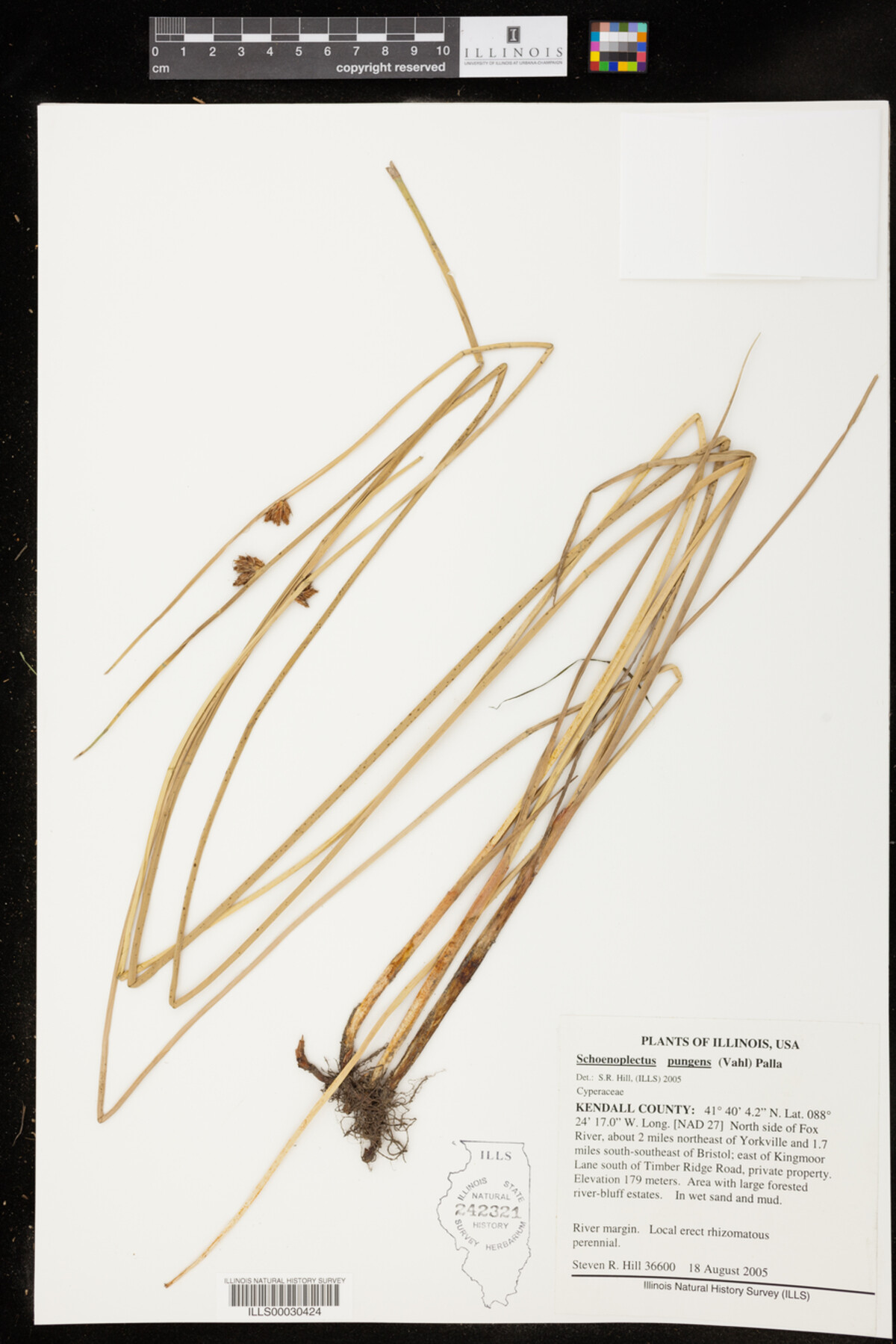 Schoenoplectus pungens image