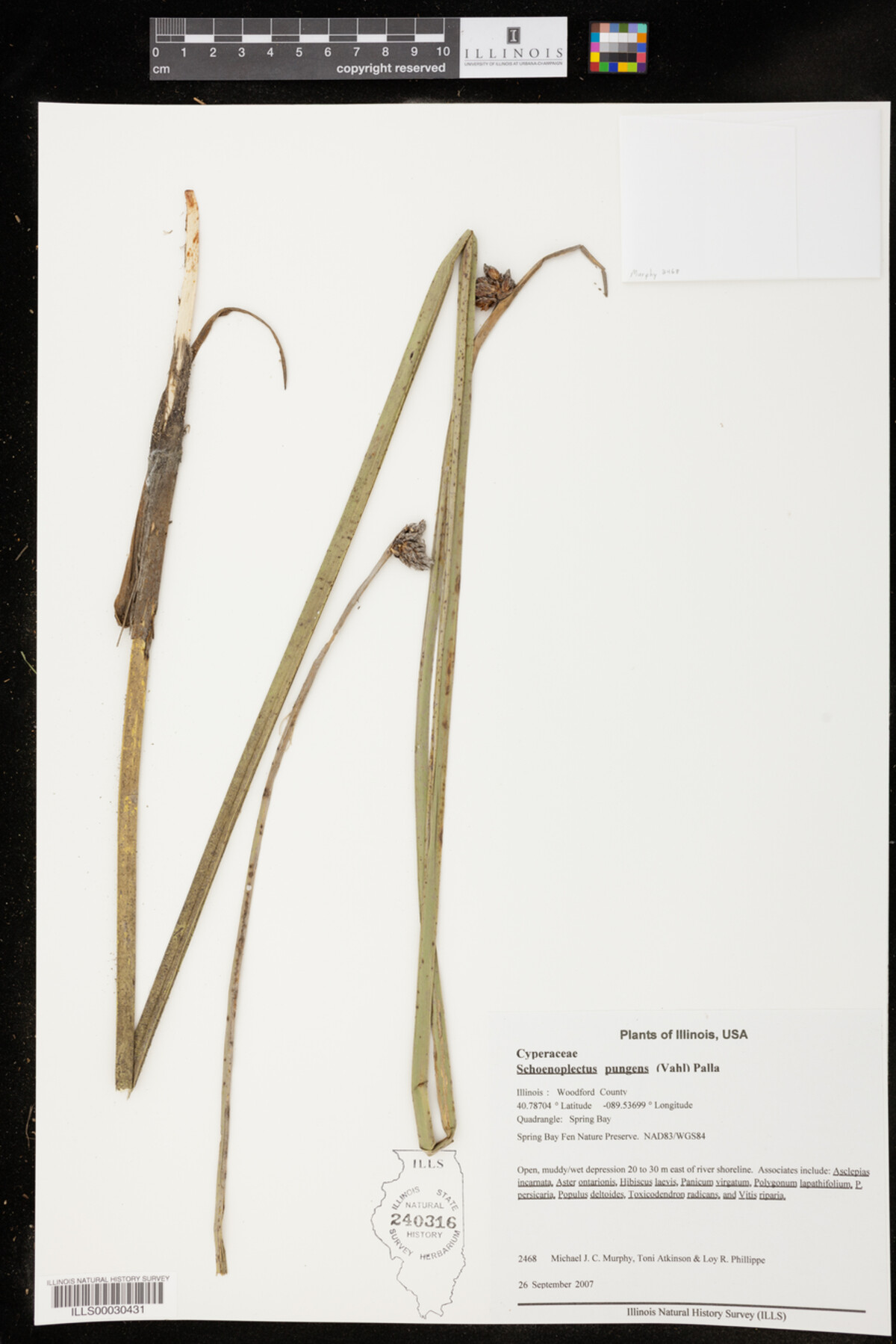 Schoenoplectus image
