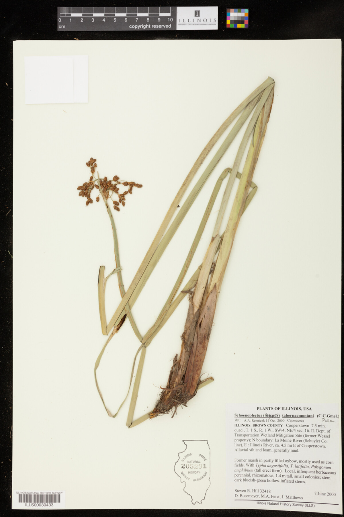 Schoenoplectus image