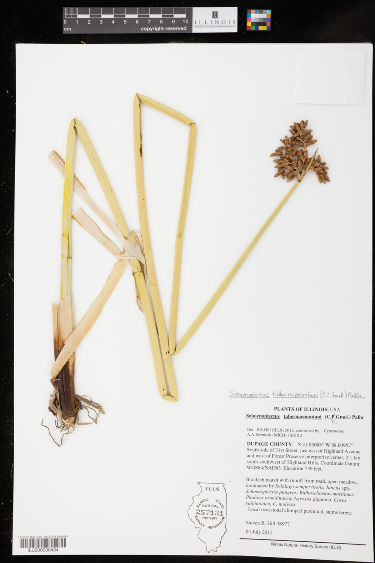 Schoenoplectus tabernaemontani image