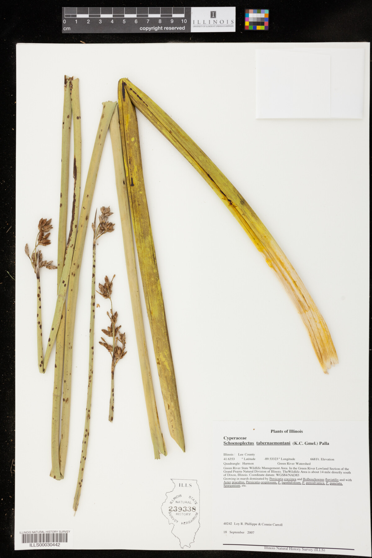 Schoenoplectus image