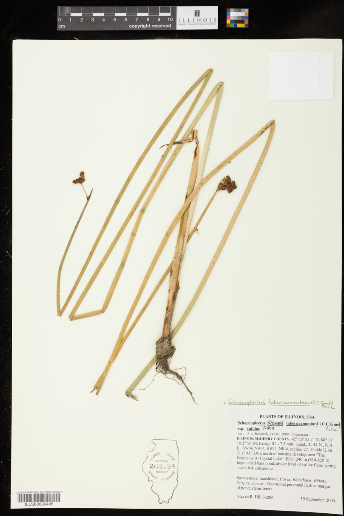 Schoenoplectus tabernaemontani image