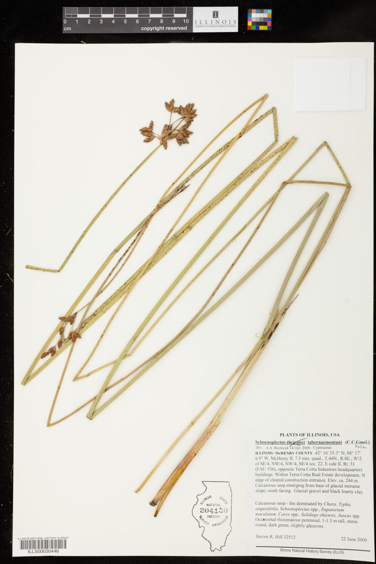 Schoenoplectus tabernaemontani image