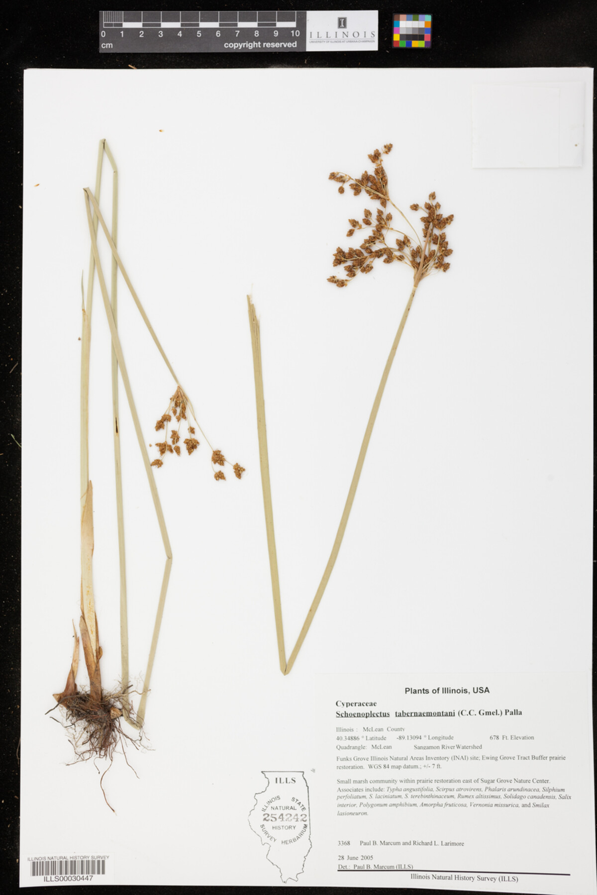 Schoenoplectus tabernaemontani image