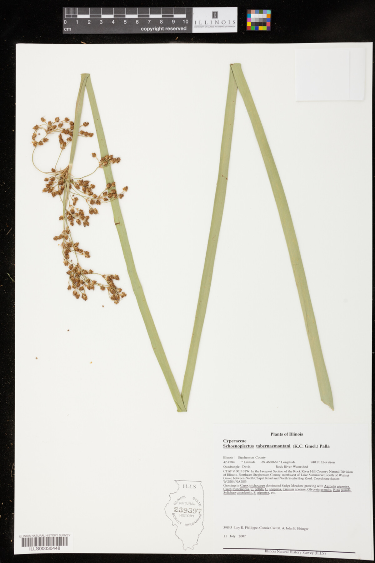 Schoenoplectus tabernaemontani image