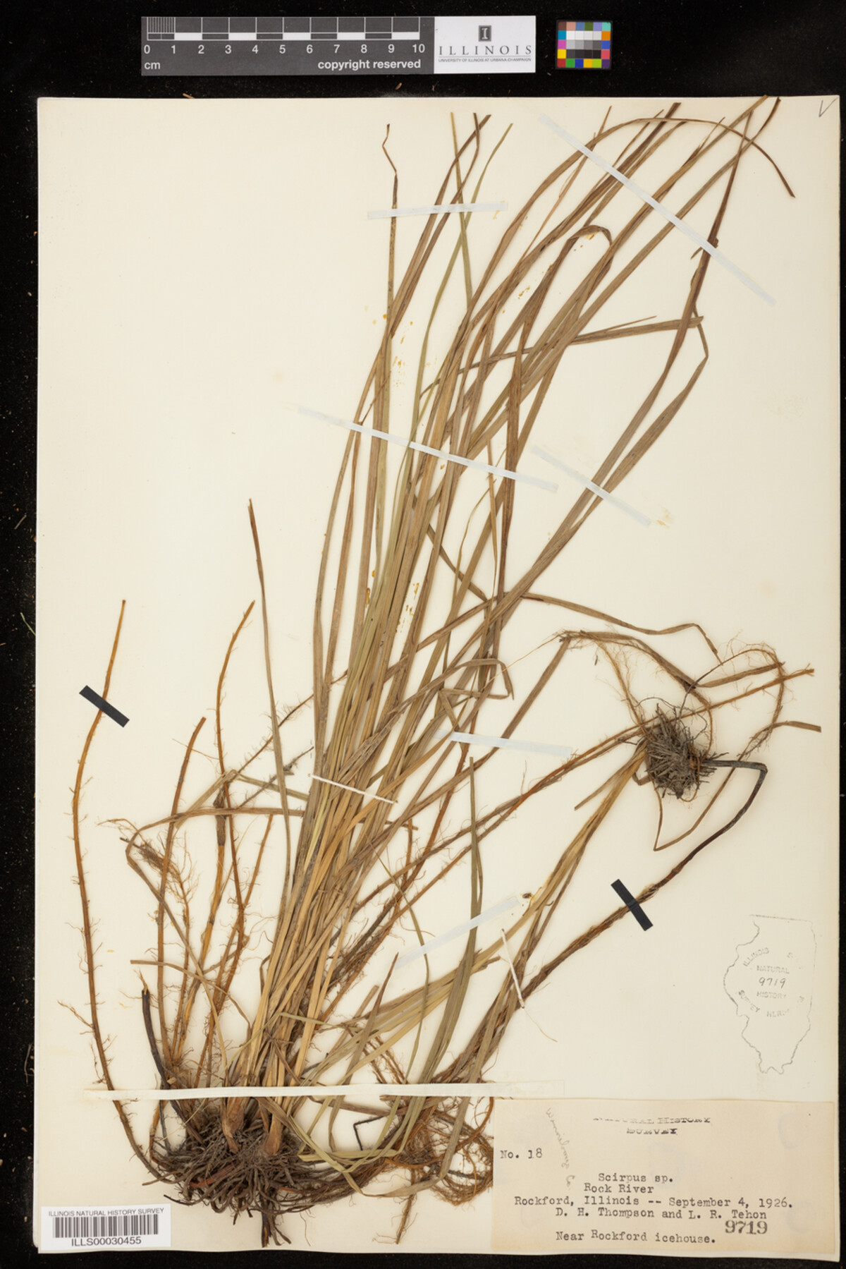 Scirpus image