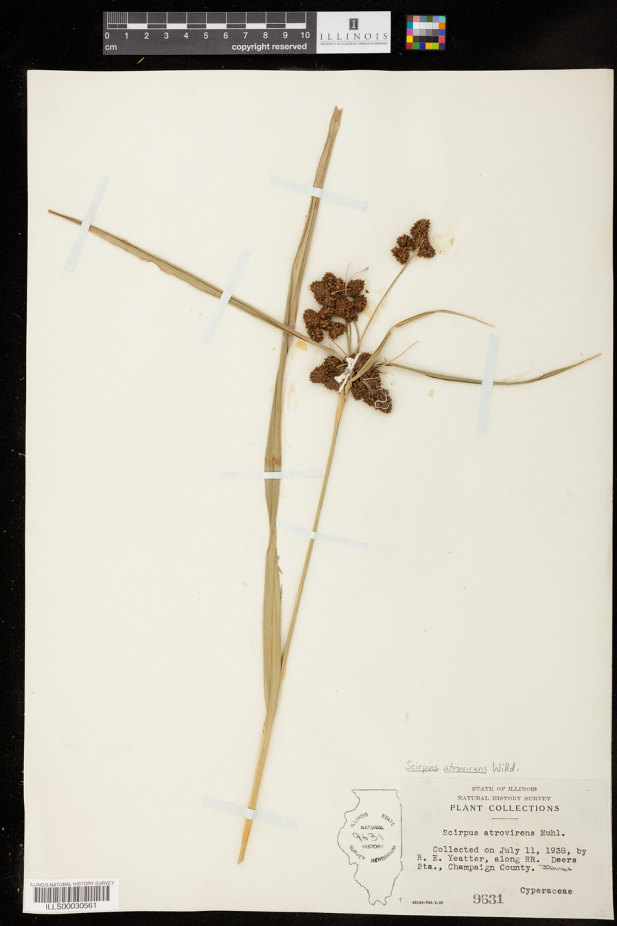 Scirpus image