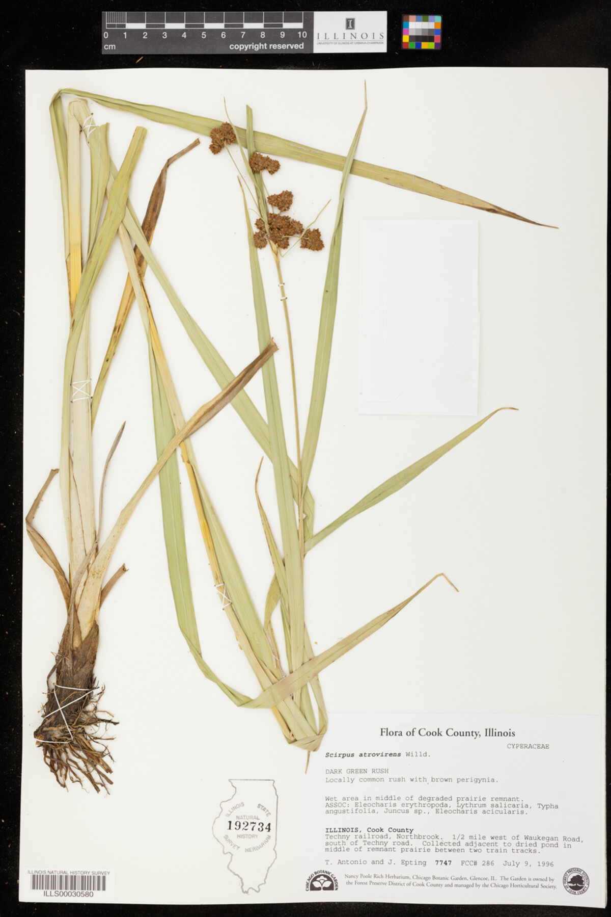 Scirpus image