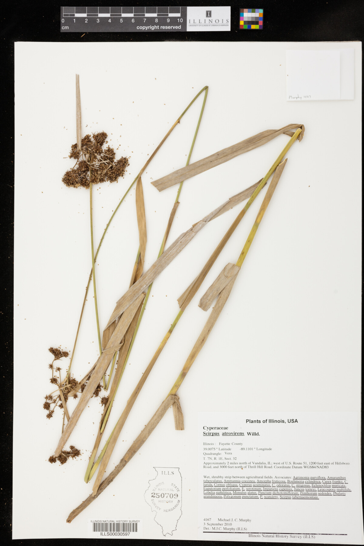 Scirpus atrovirens image