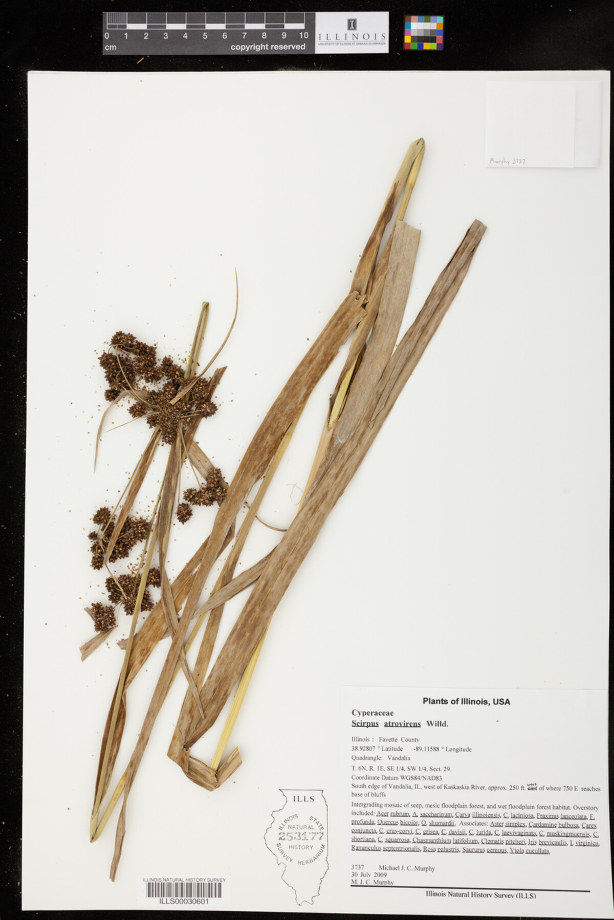 Scirpus atrovirens image