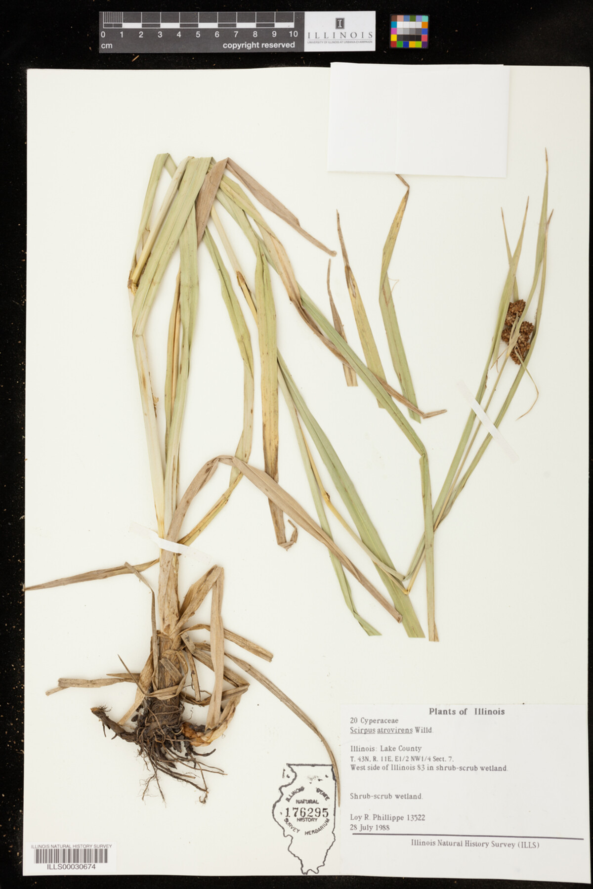 Scirpus image