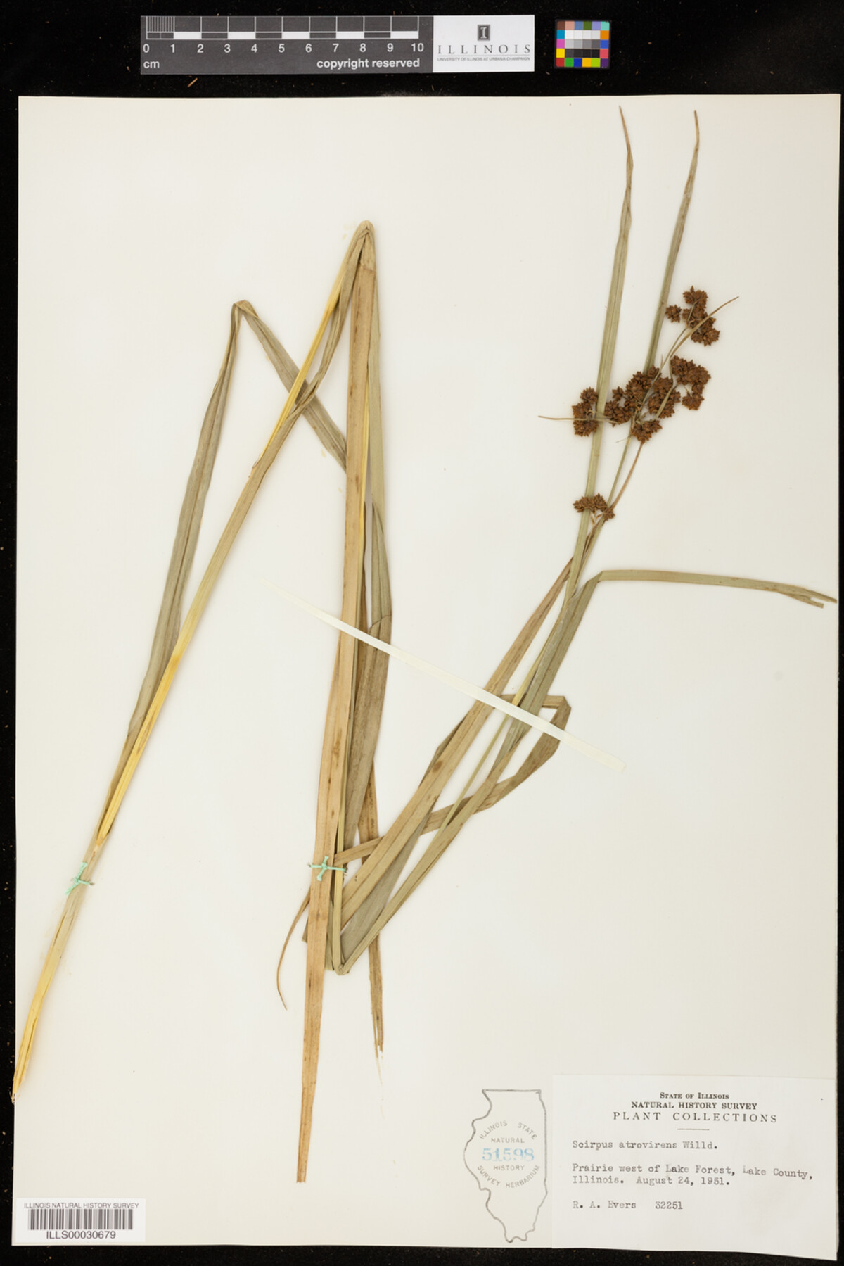 Scirpus atrovirens image