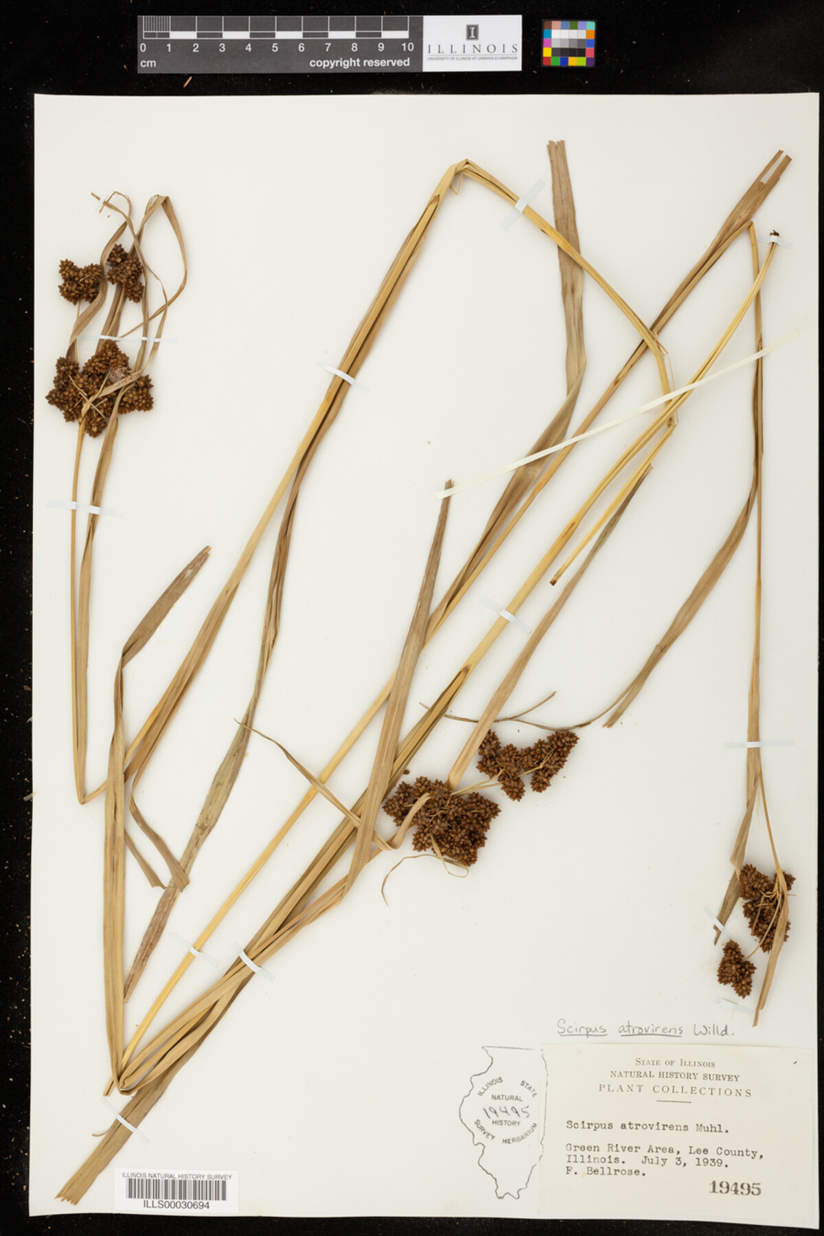 Scirpus atrovirens image
