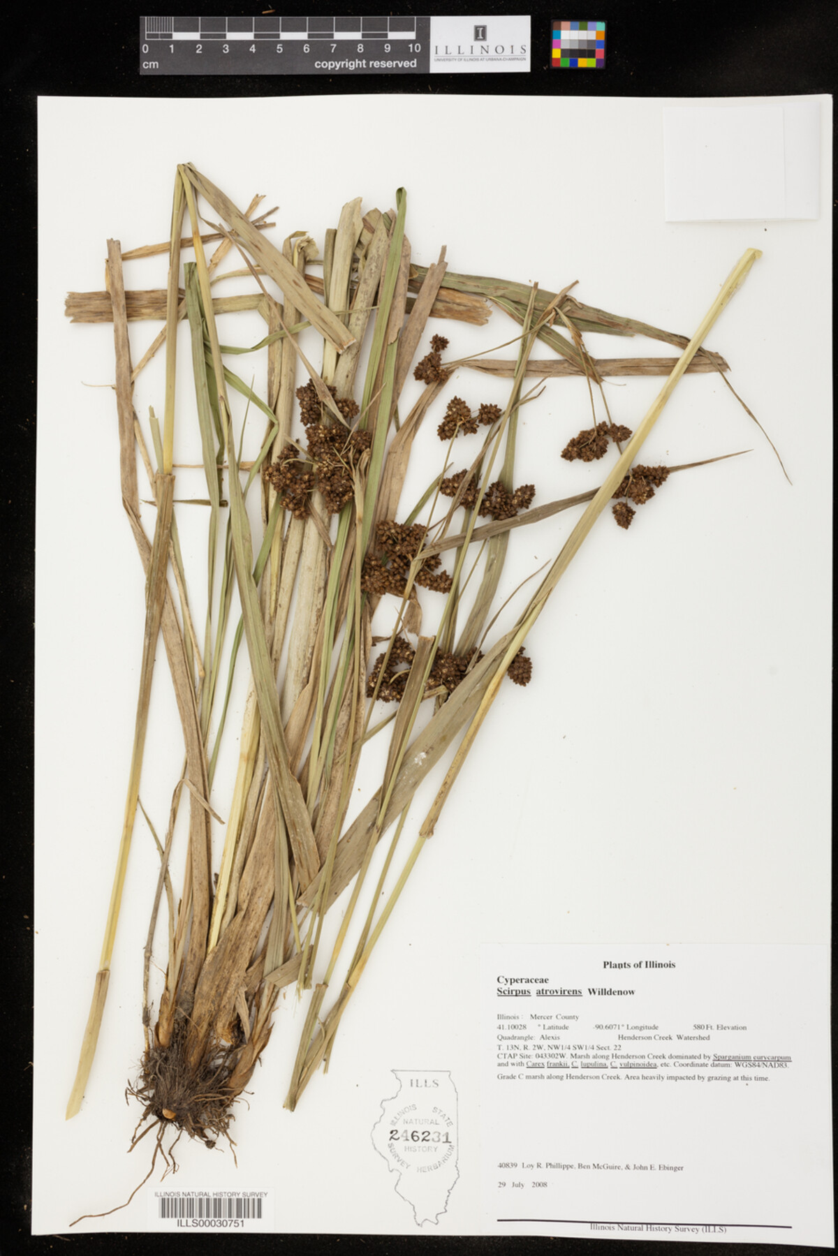 Scirpus image