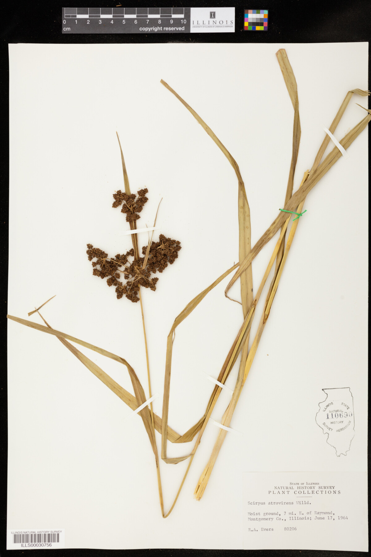 Scirpus atrovirens image
