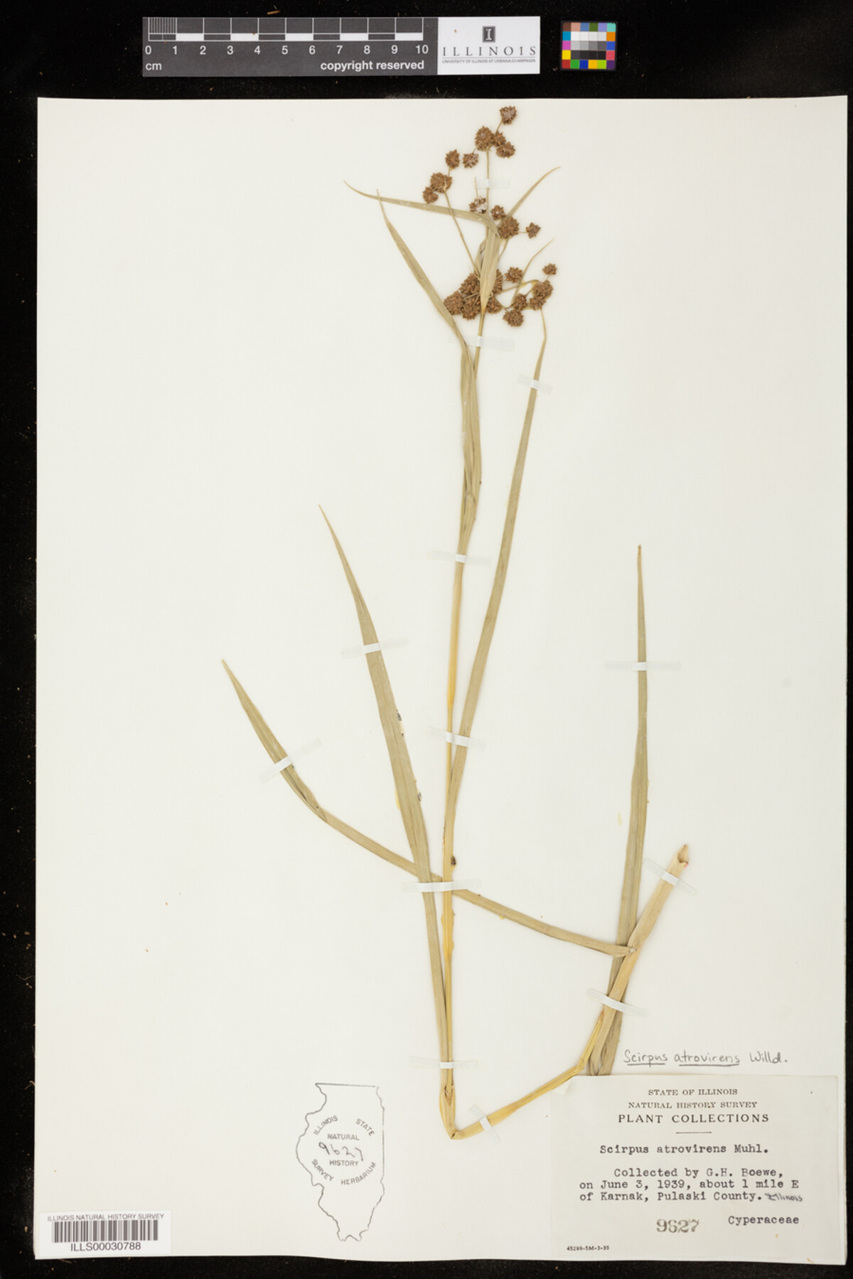 Scirpus atrovirens image