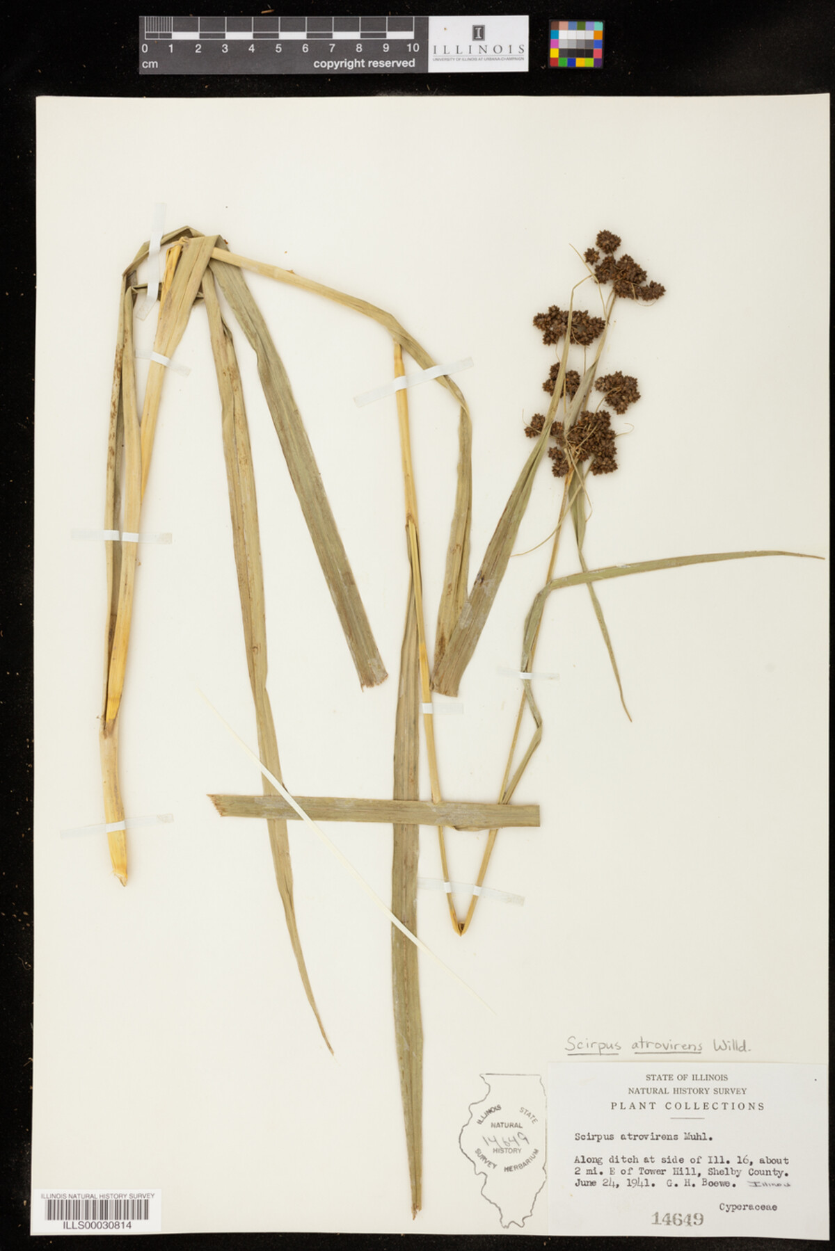 Scirpus image