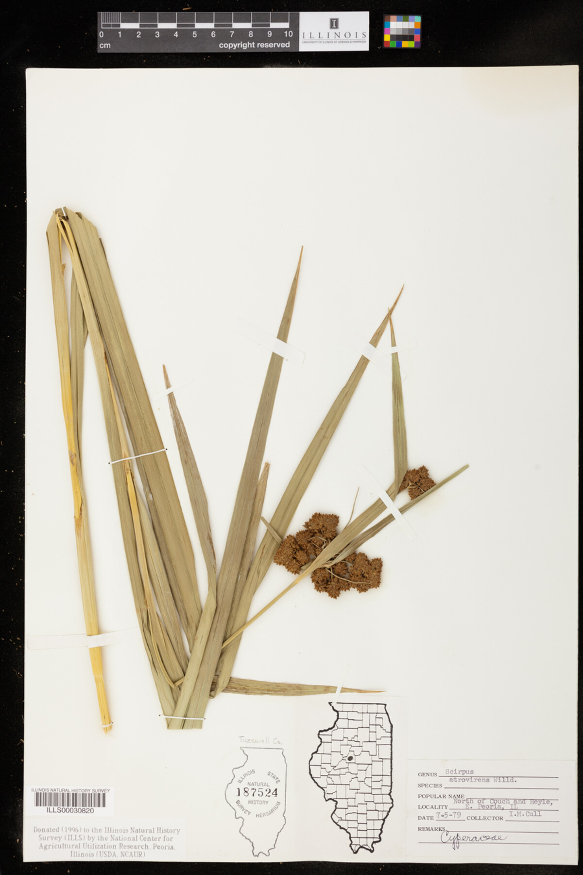 Scirpus atrovirens image