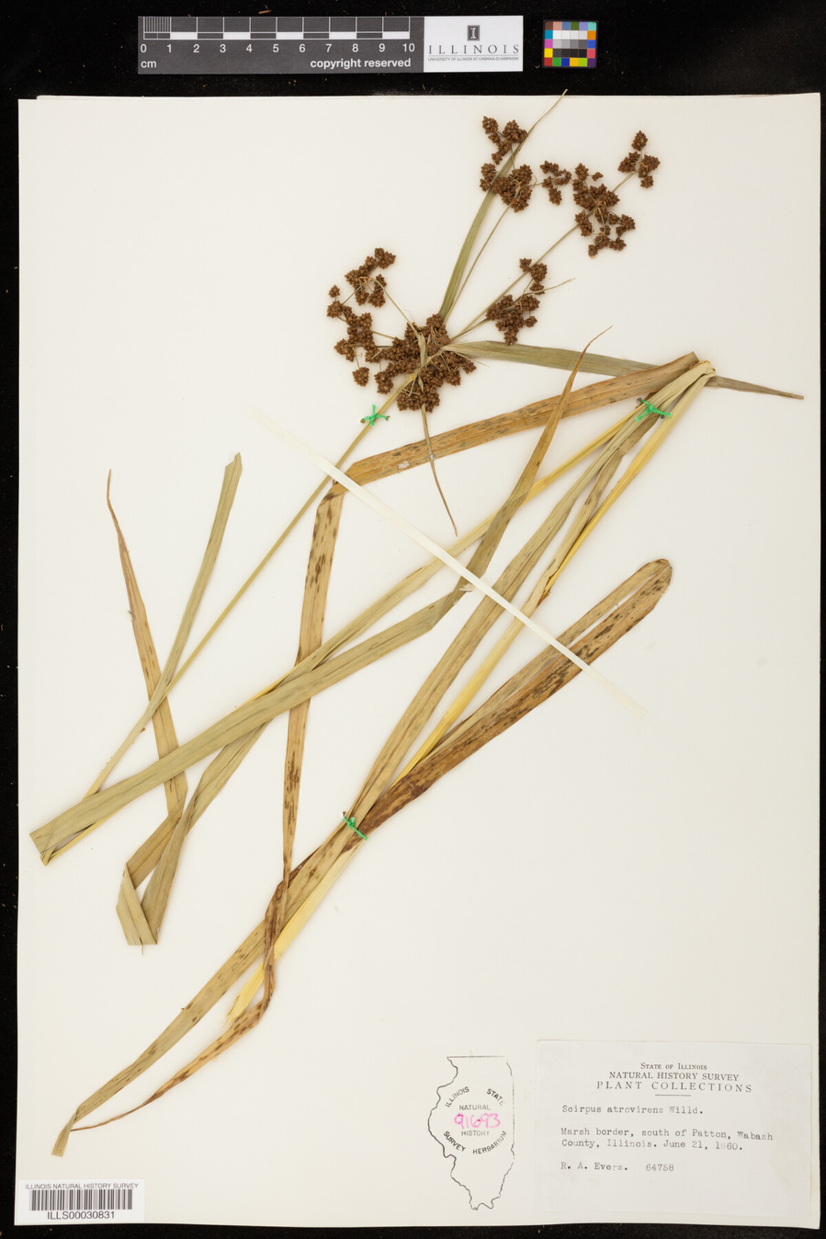 Scirpus atrovirens image