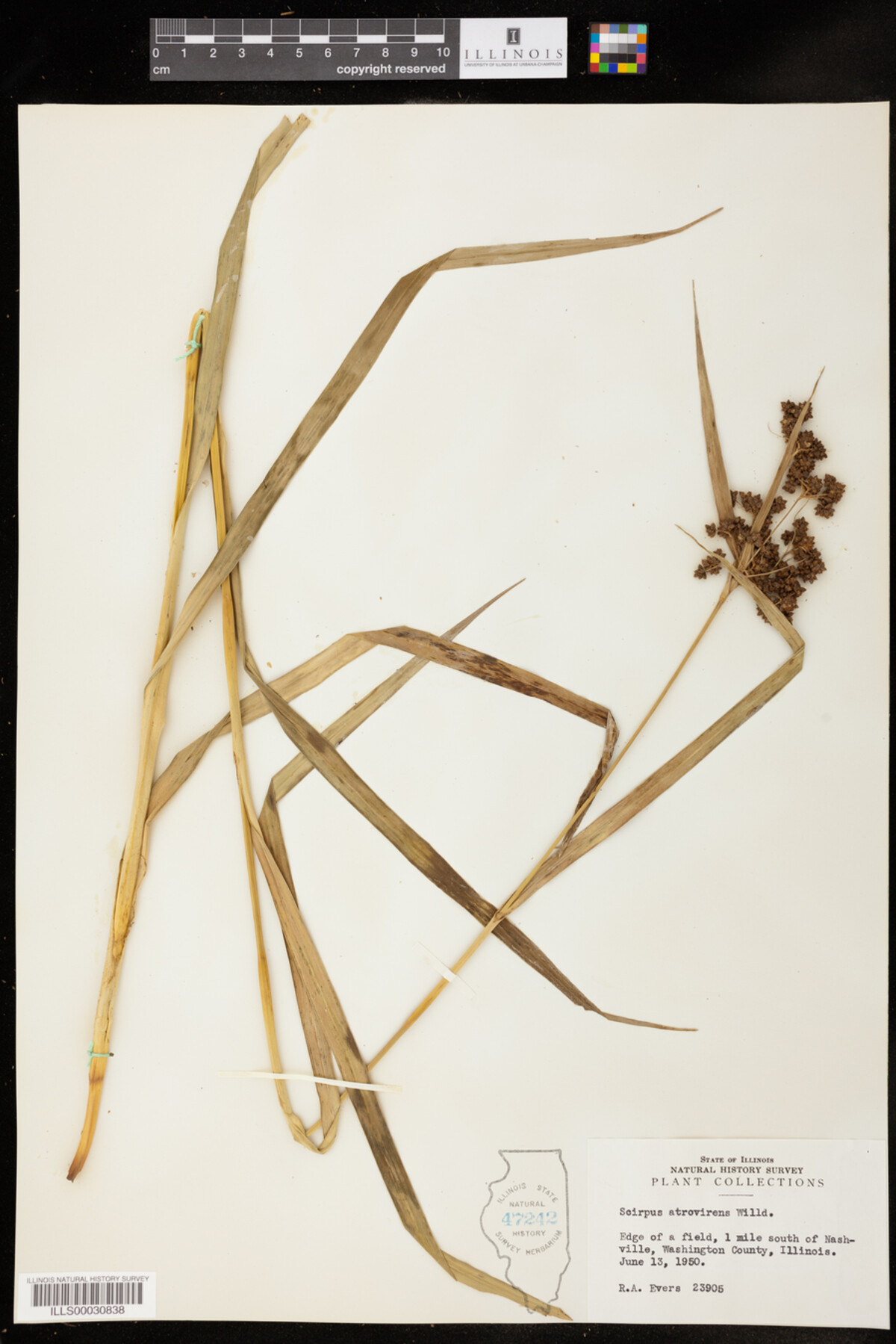 Scirpus atrovirens image