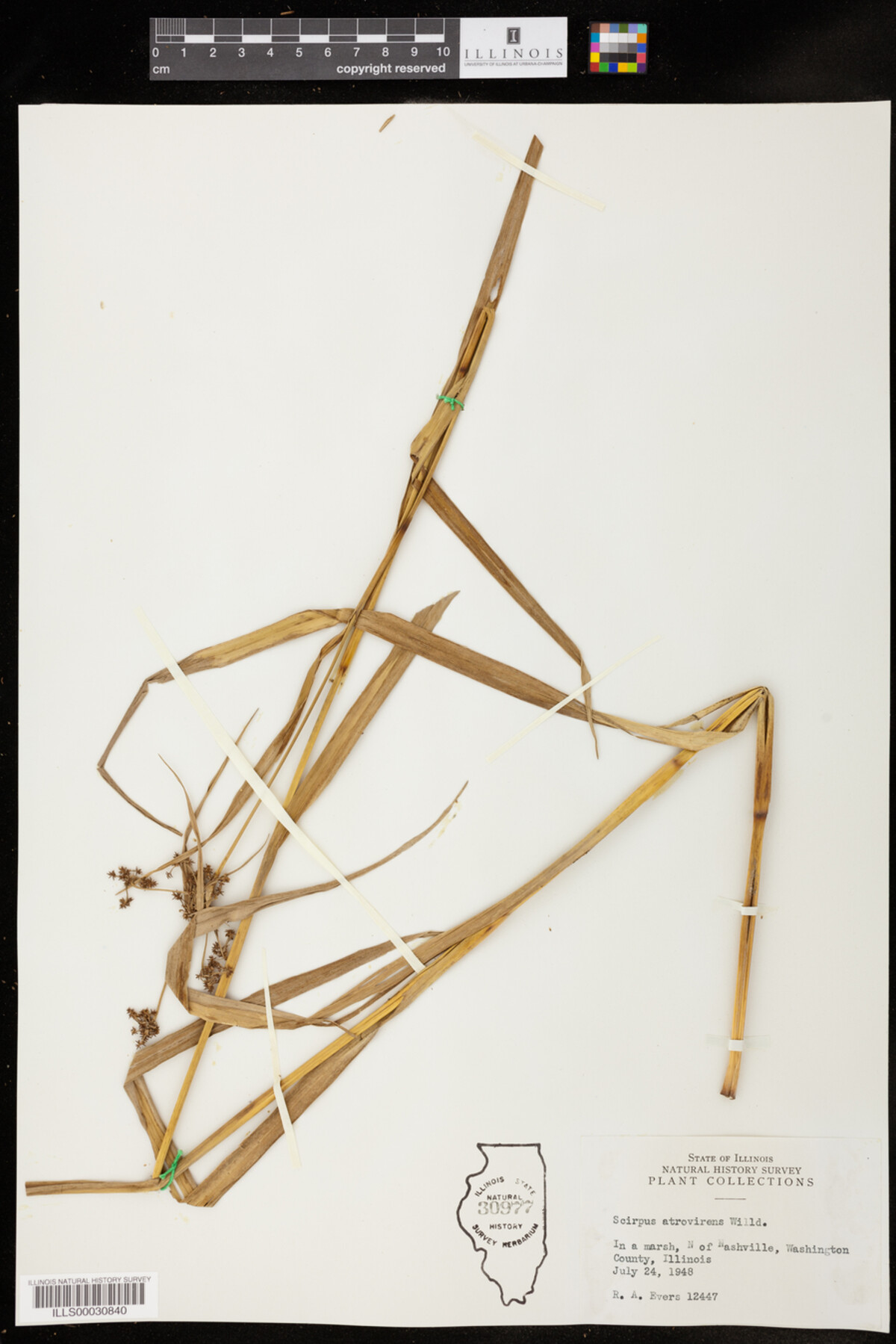 Scirpus atrovirens image