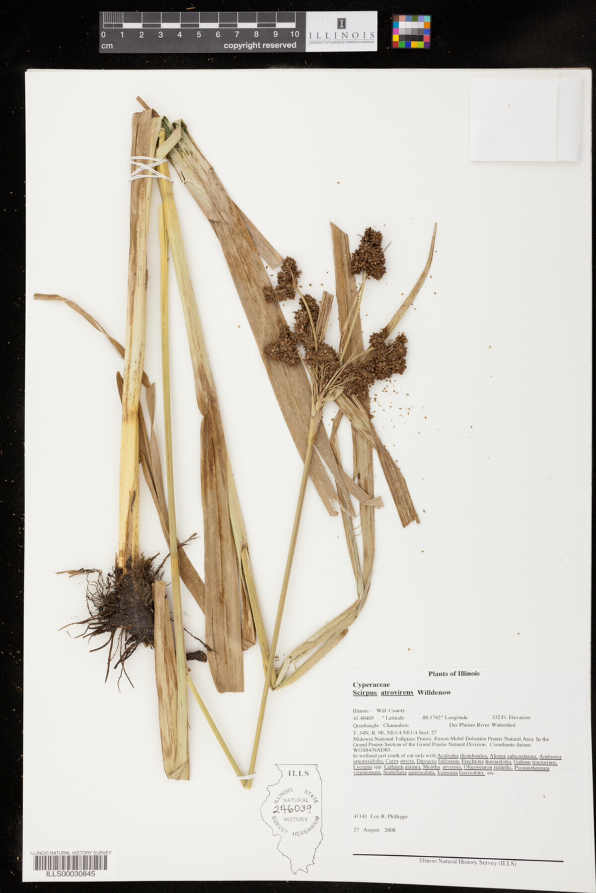 Scirpus image