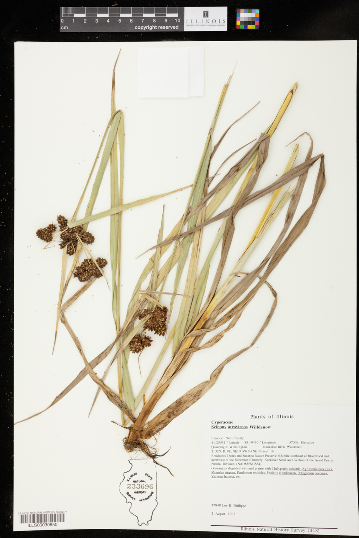 Scirpus atrovirens image