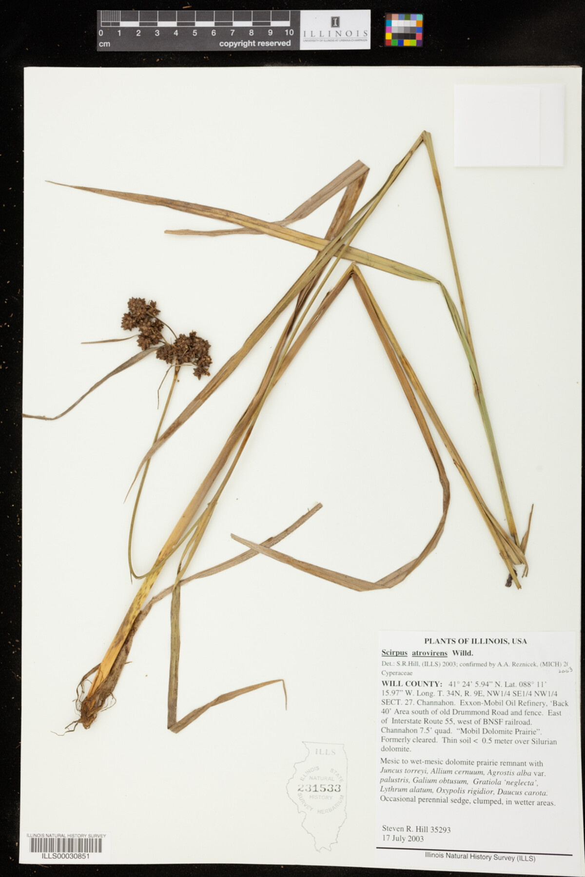 Scirpus atrovirens image