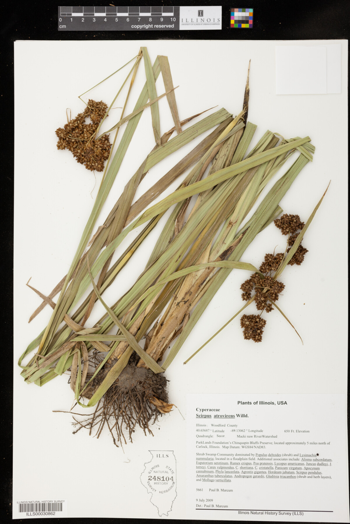 Scirpus atrovirens image
