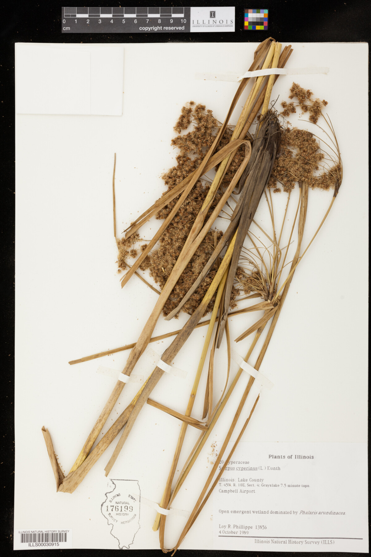 Scirpus cyperinus image