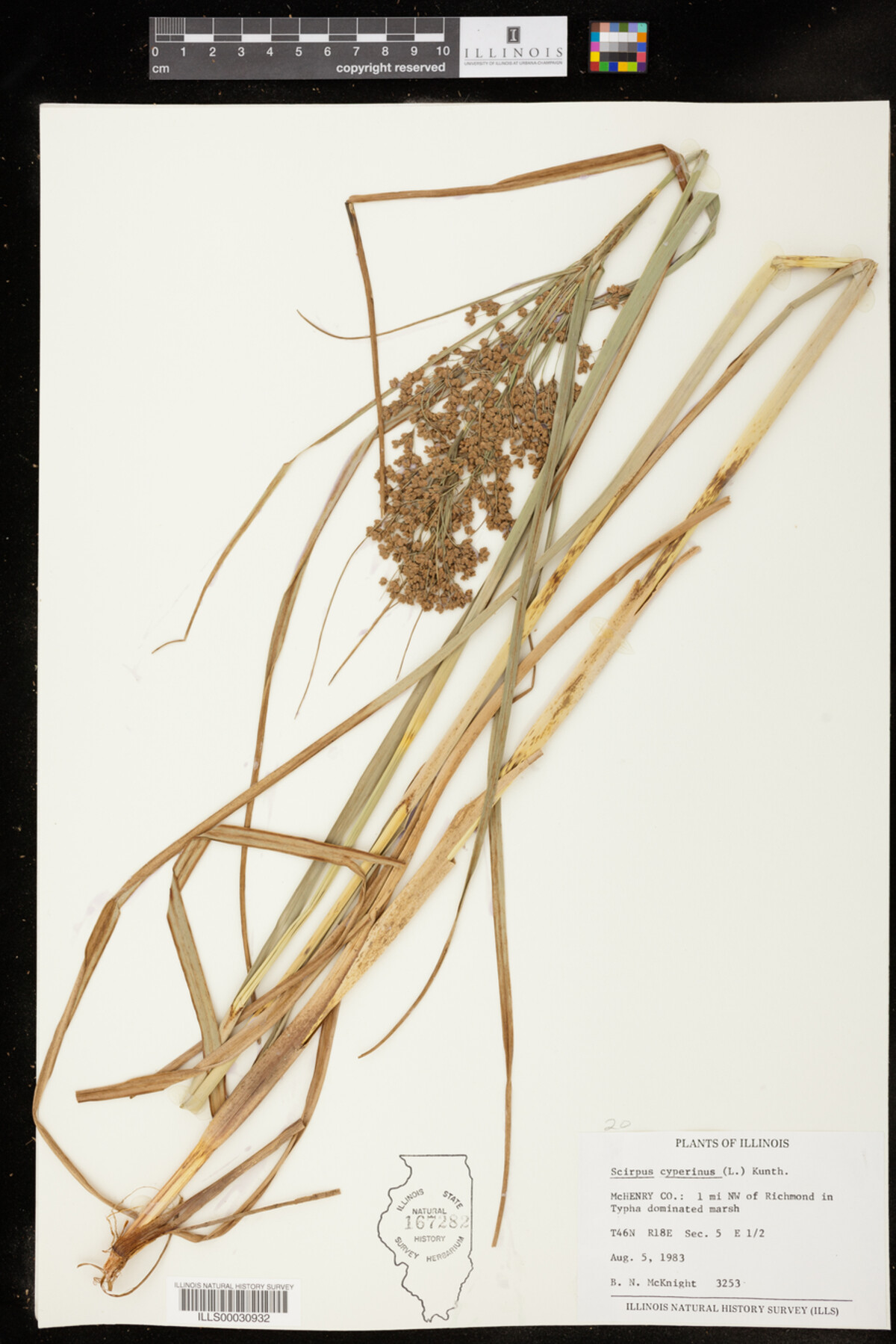 Scirpus cyperinus image