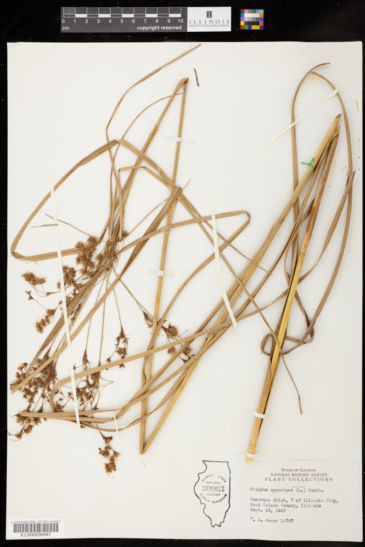 Scirpus cyperinus image