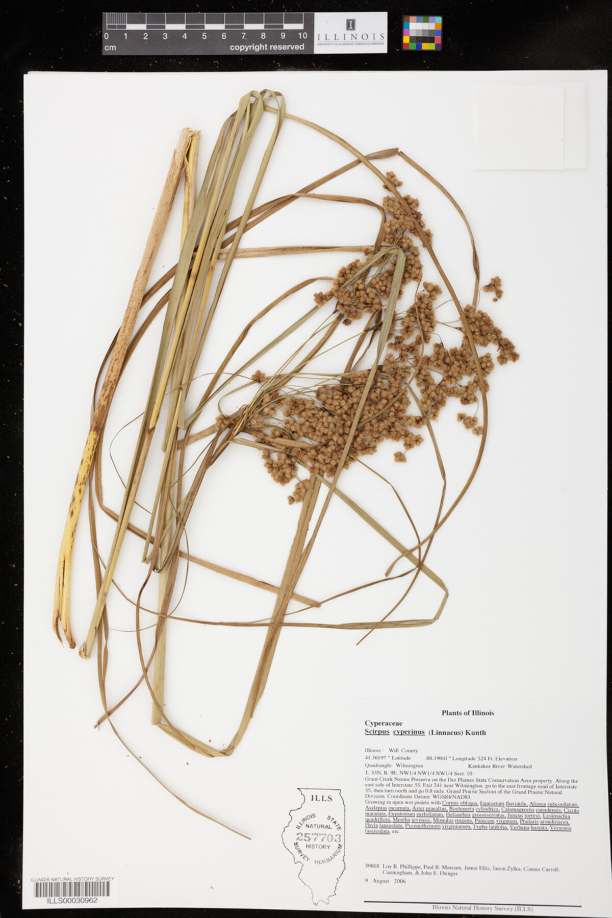 Scirpus cyperinus image