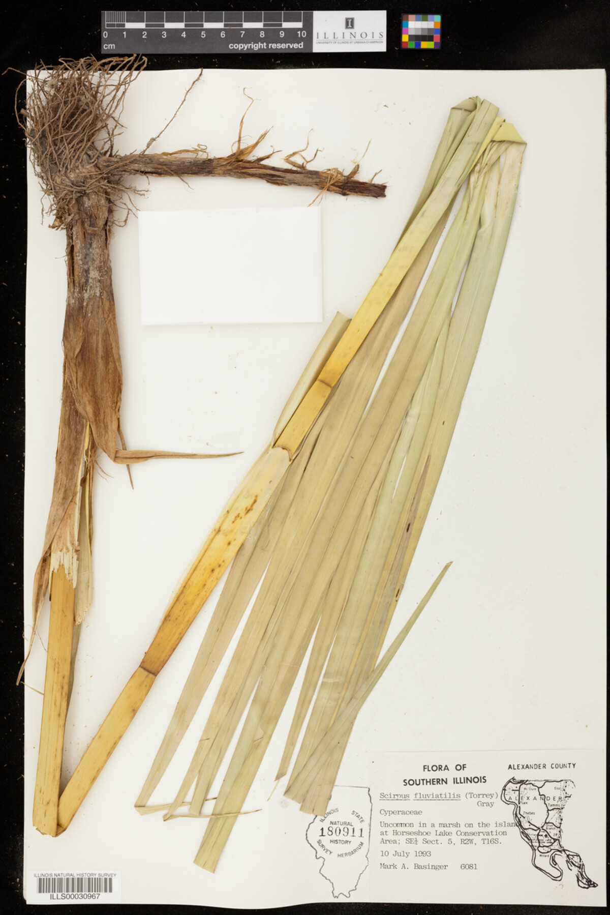 Bolboschoenus fluviatilis image