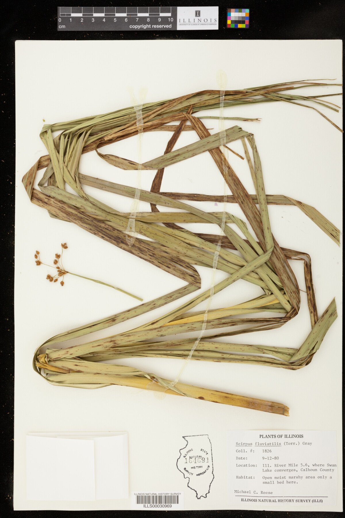 Bolboschoenus fluviatilis image