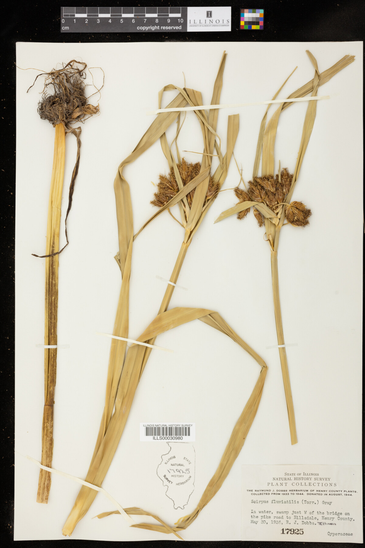 Bolboschoenus fluviatilis image