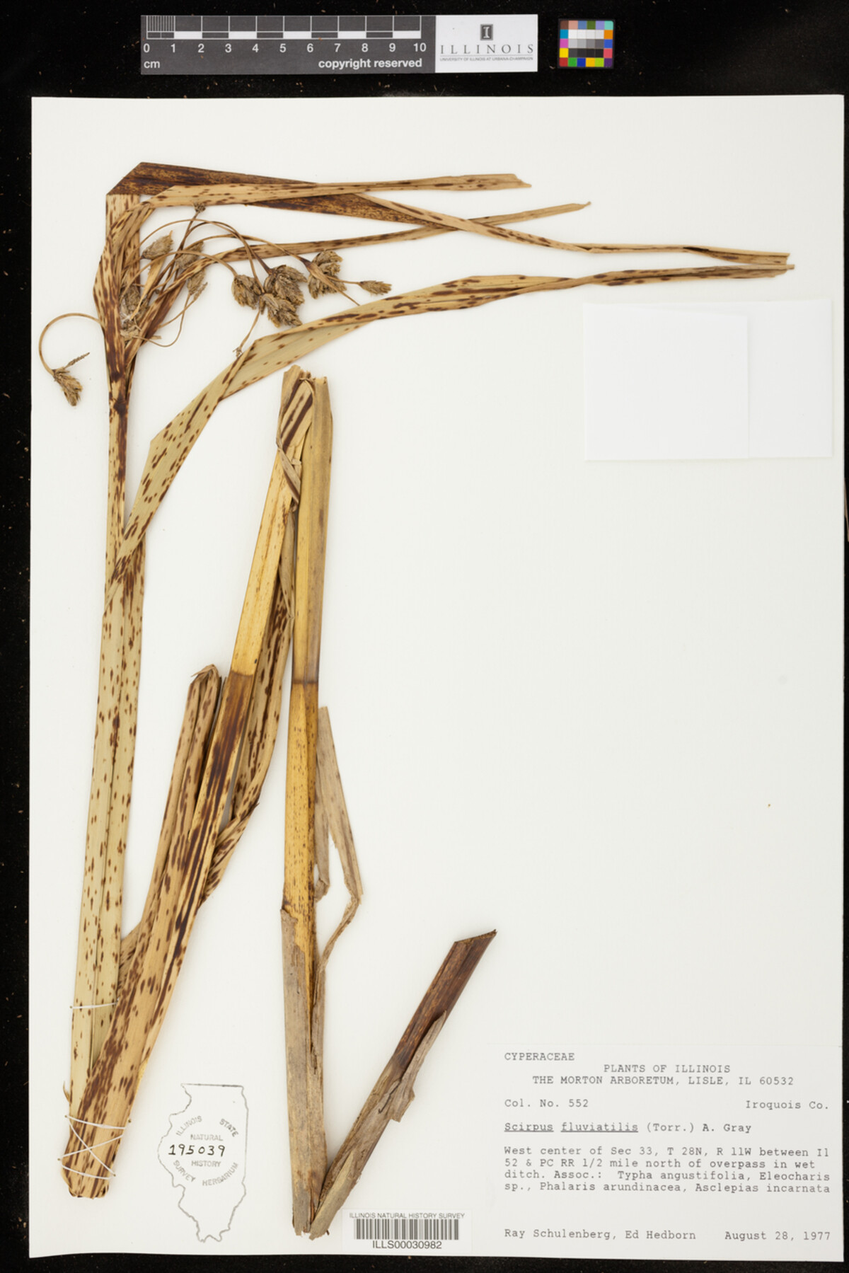 Bolboschoenus fluviatilis image