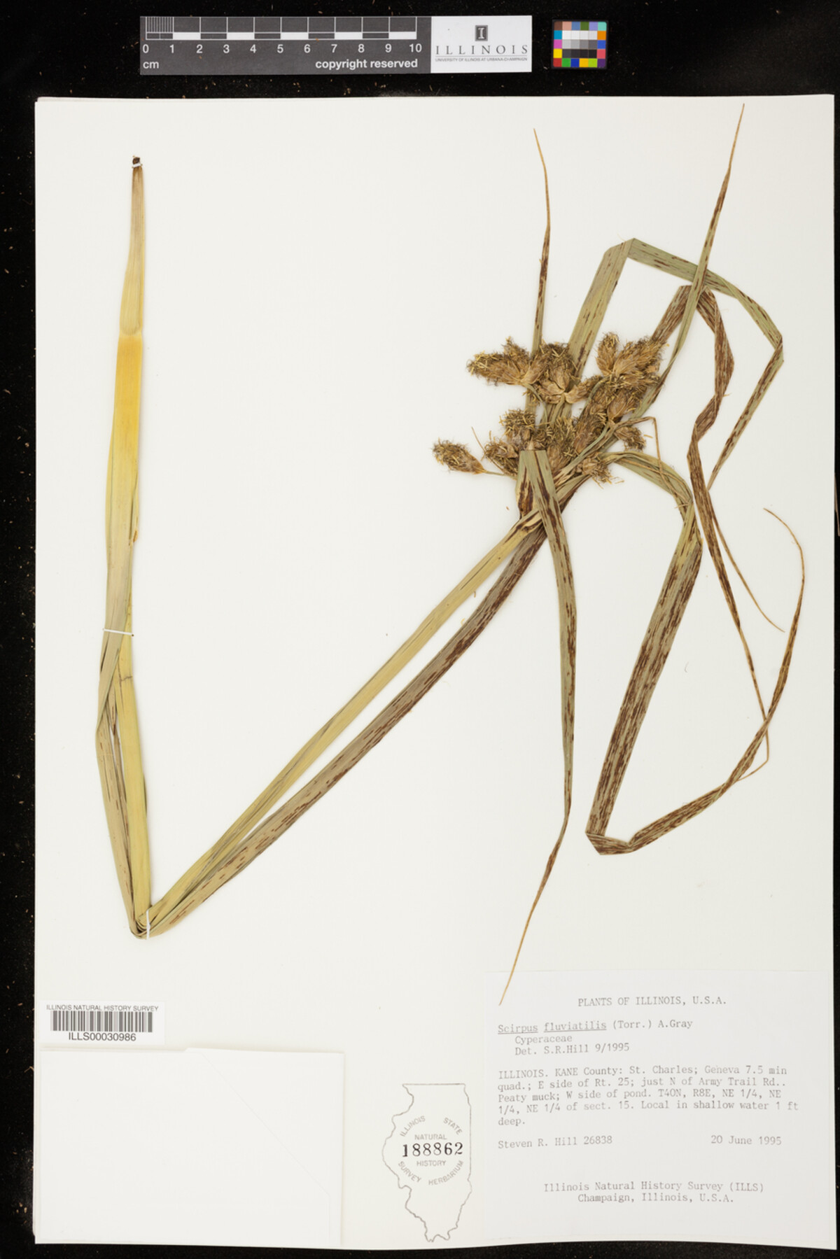 Bolboschoenus fluviatilis image