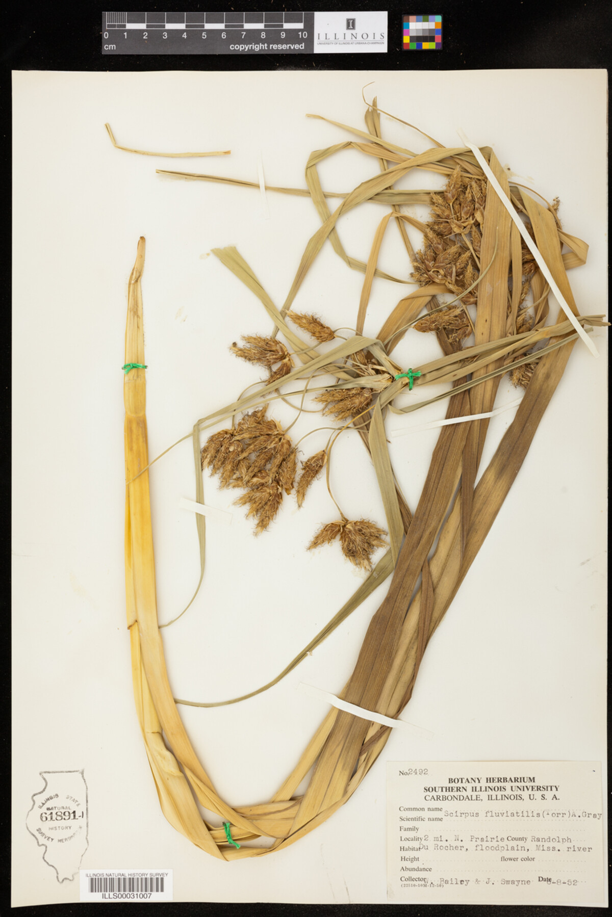 Bolboschoenus fluviatilis image