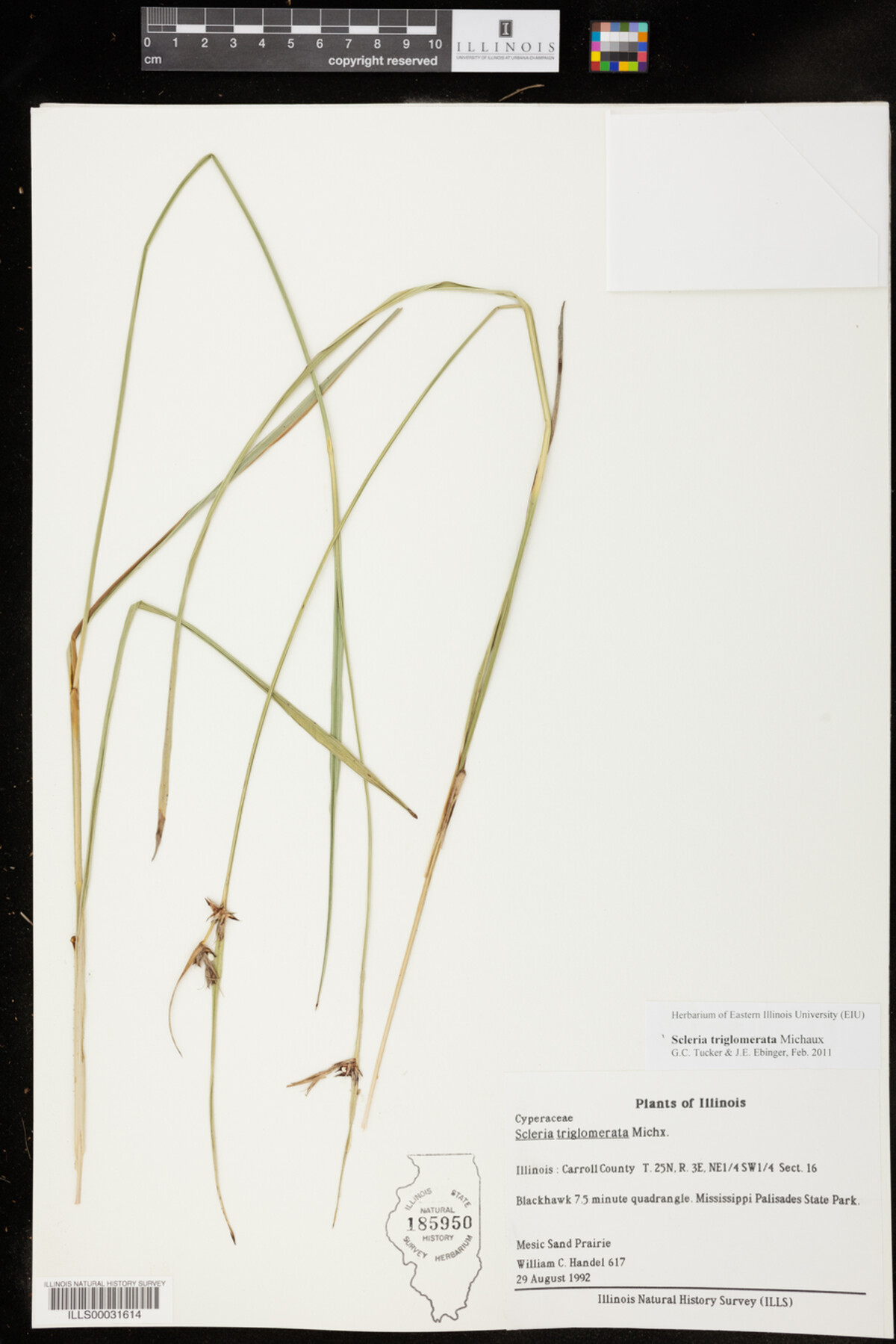 Scleria triglomerata image