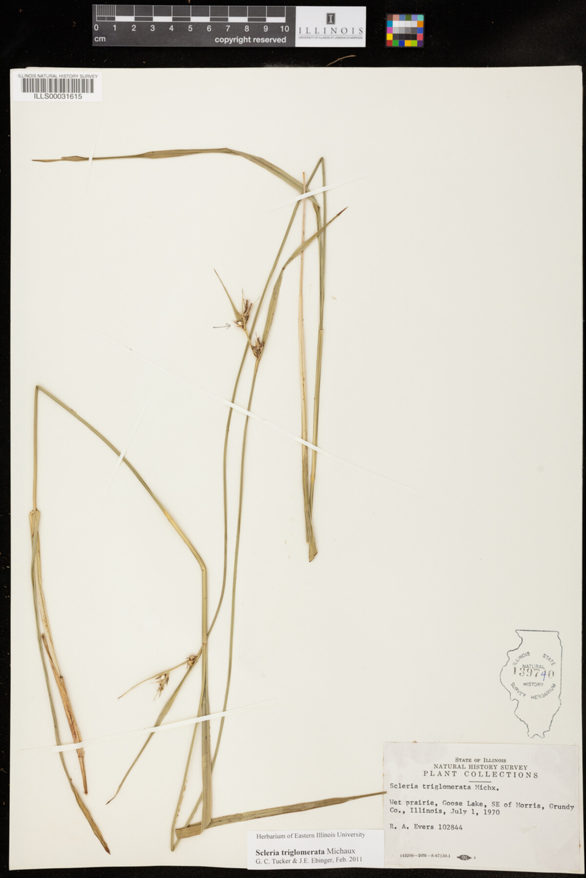 Scleria triglomerata image