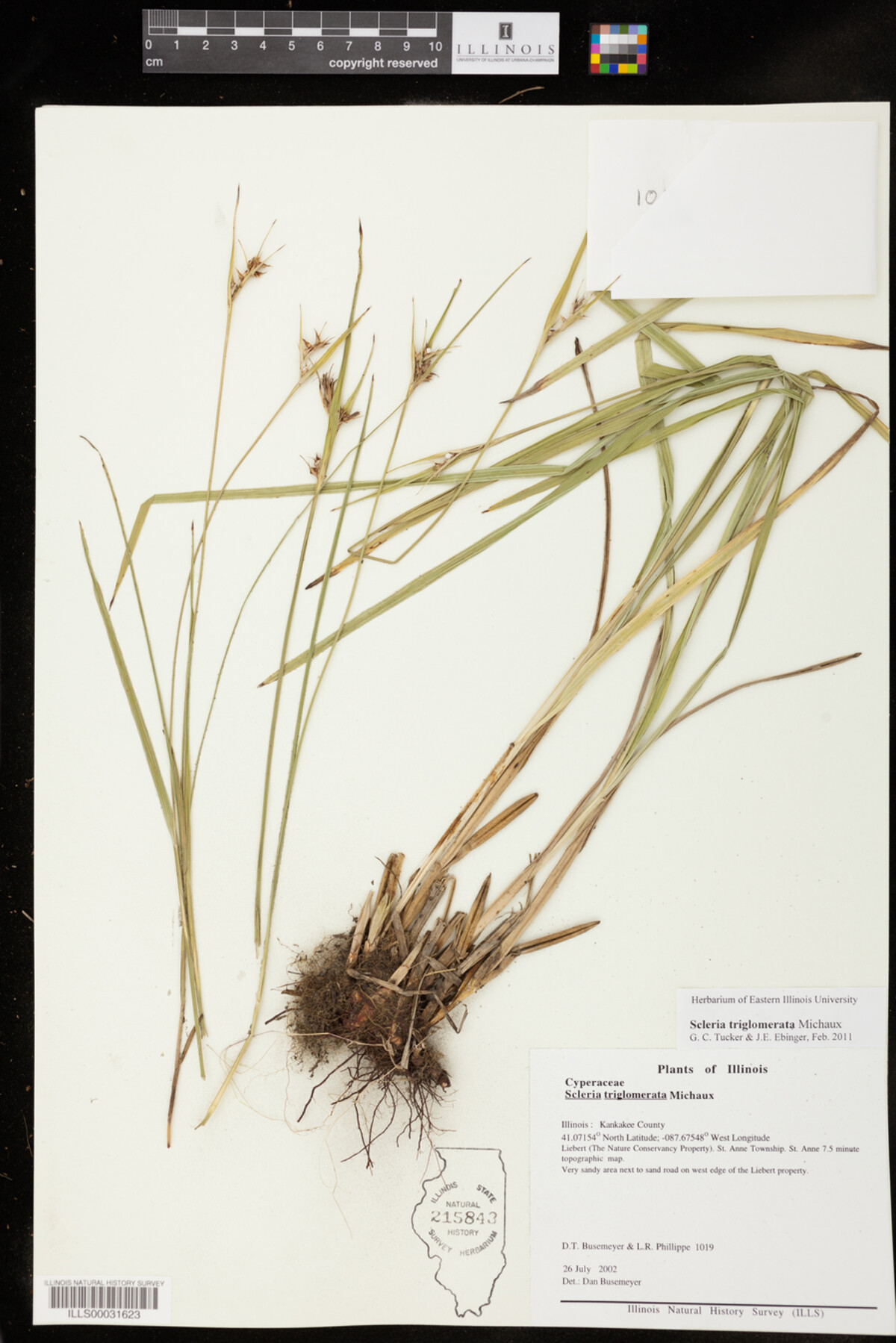 Scleria triglomerata image