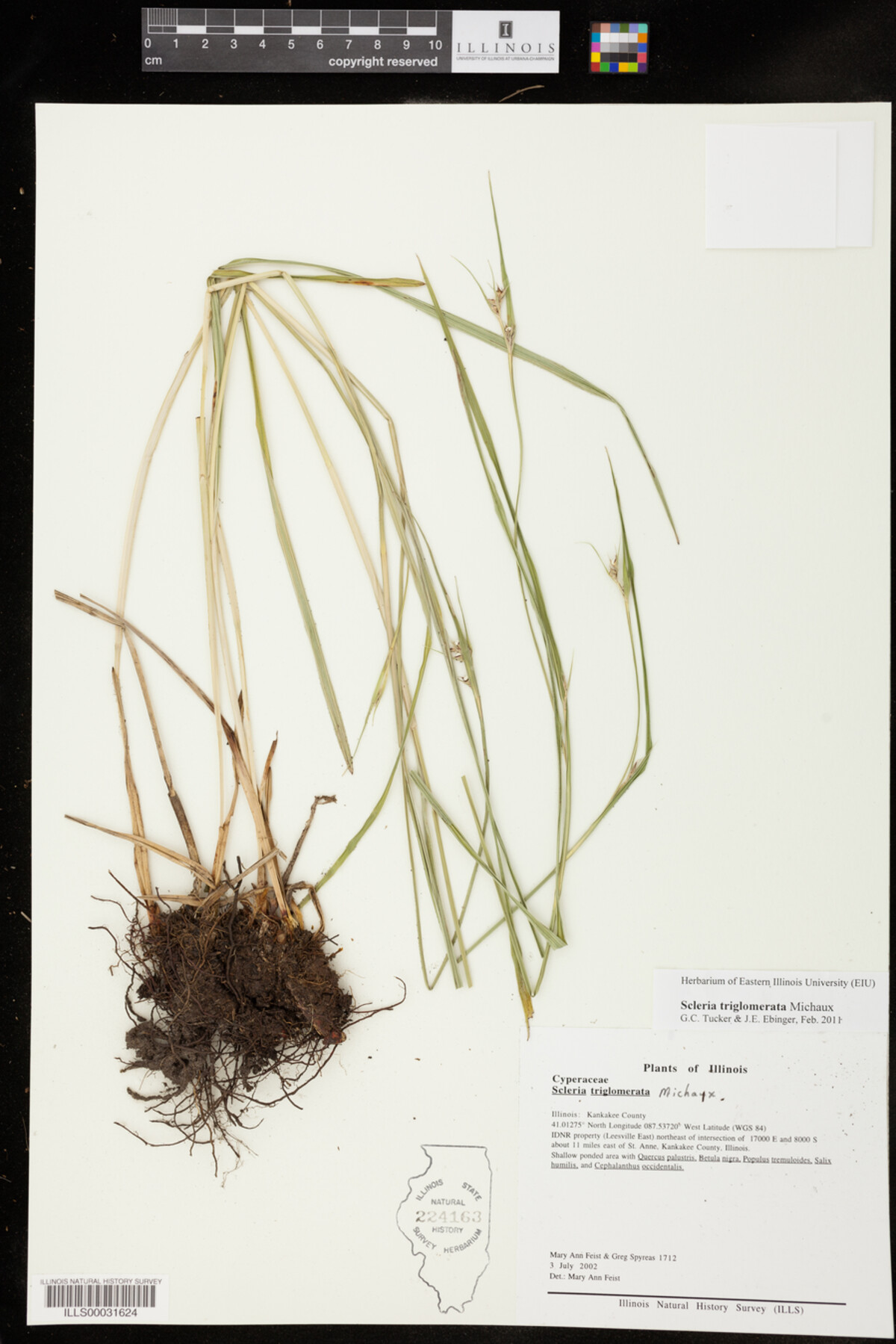 Scleria image