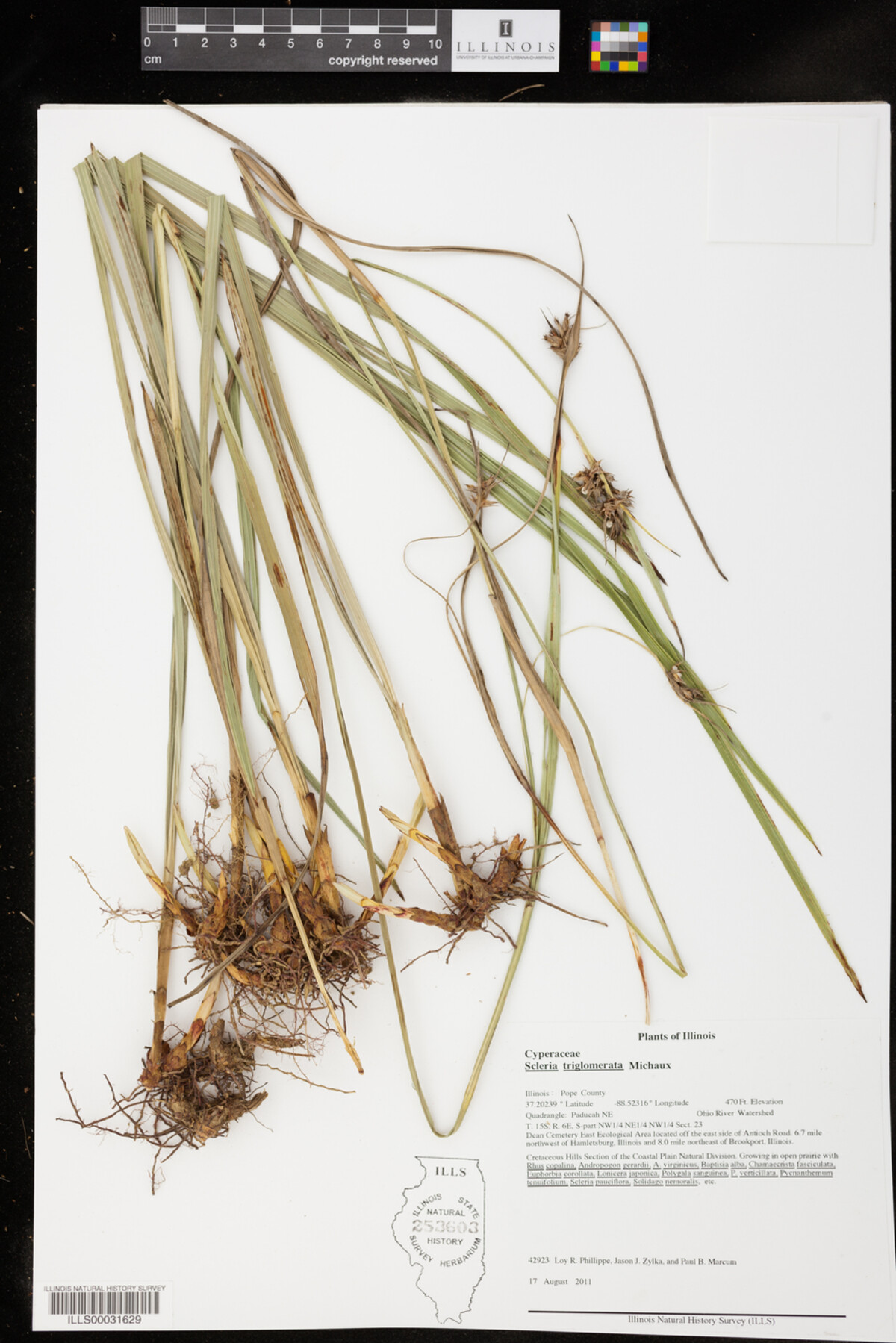 Scleria triglomerata image