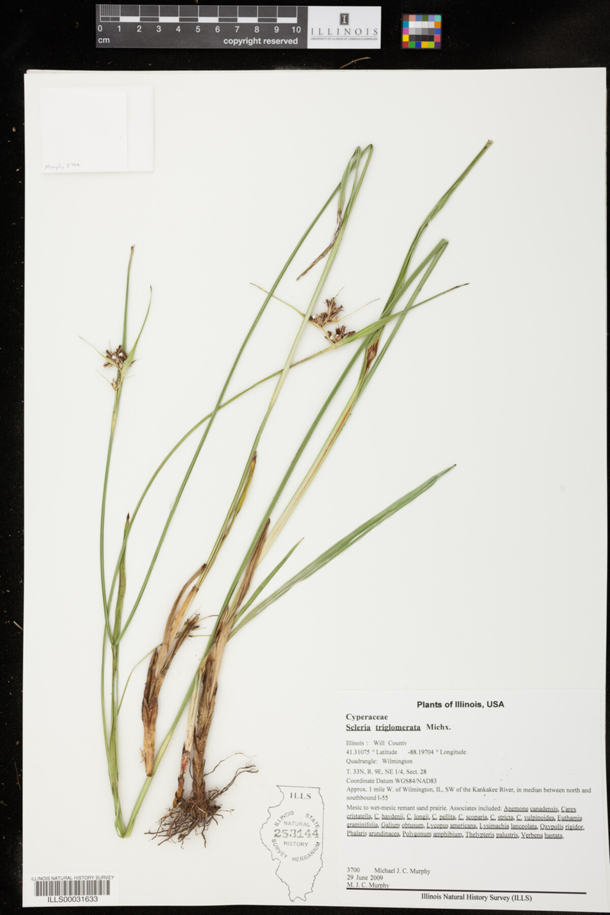 Scleria image