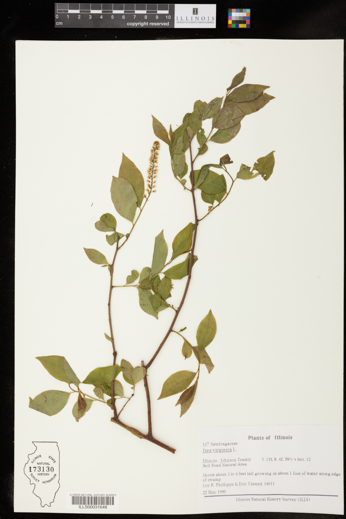 Grossulariaceae image