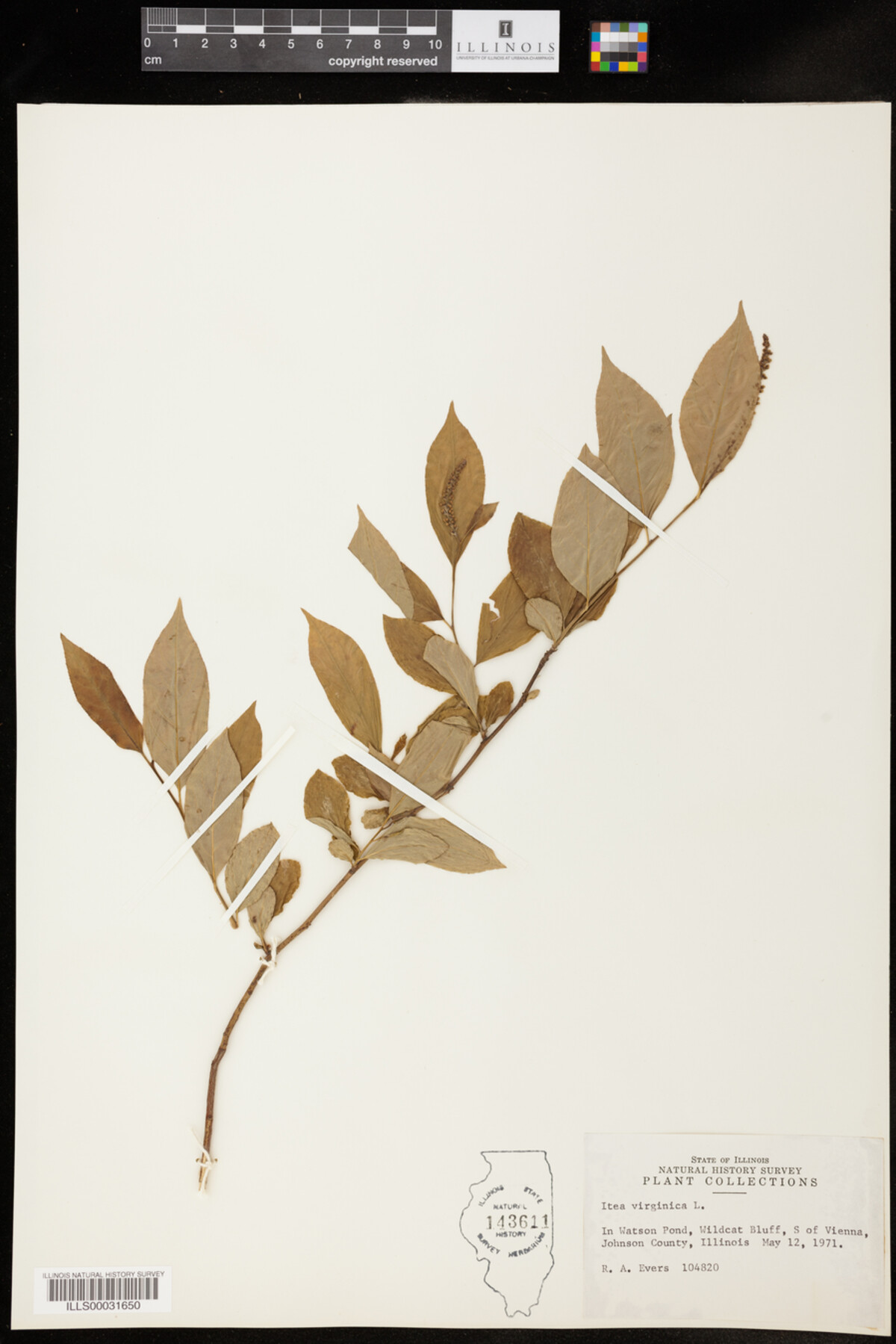 Itea virginica image