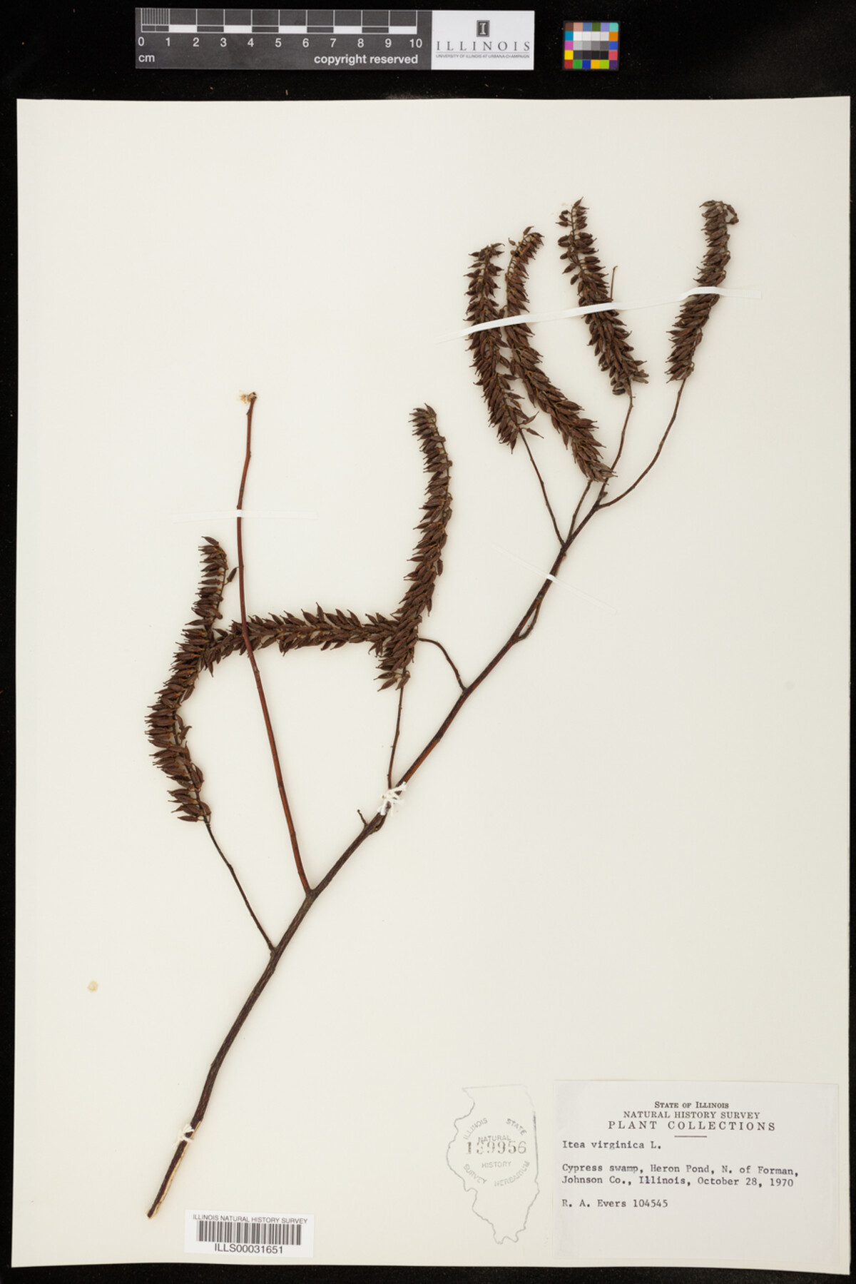 Grossulariaceae image