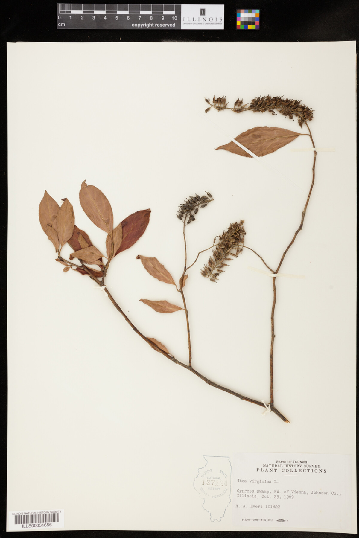 Itea virginica image