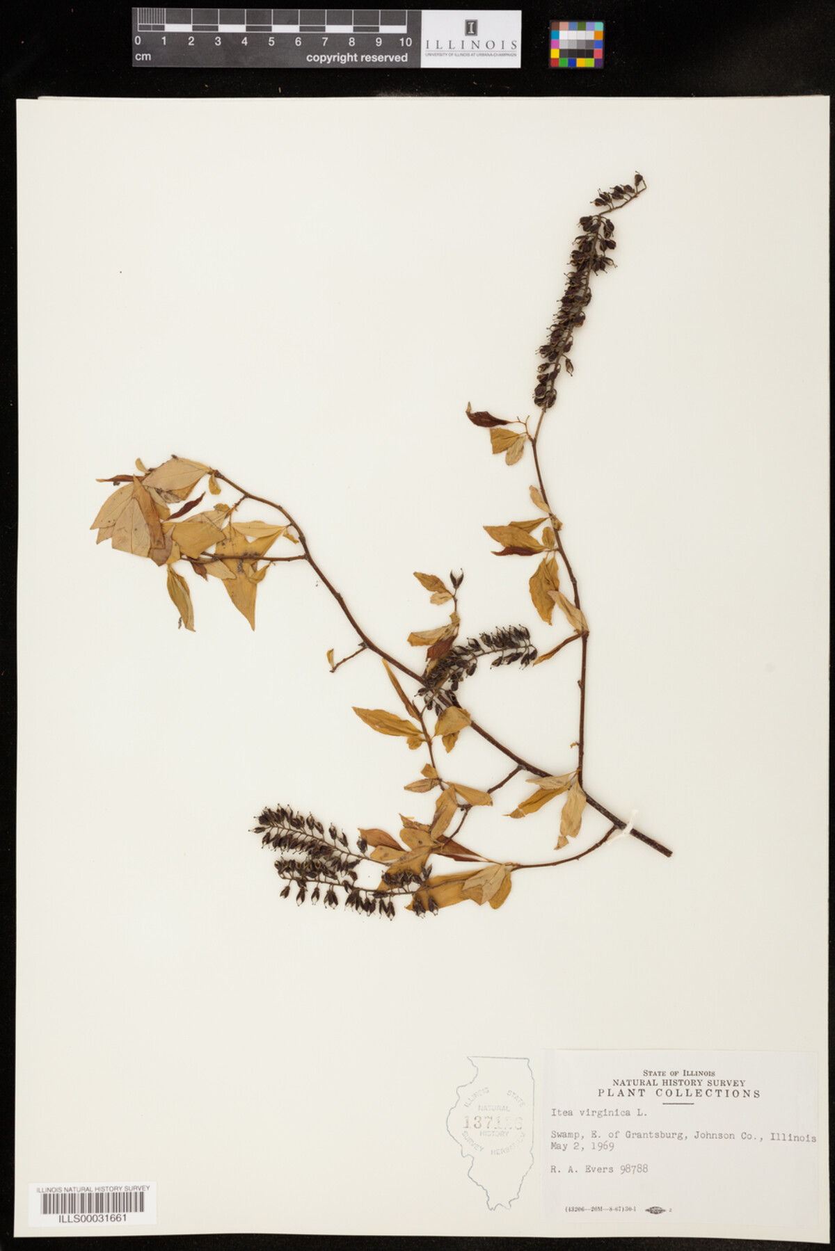 Itea virginica image